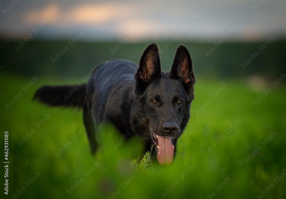 Black german shepherd dog running across the field Black german shepherd dog running across the field
