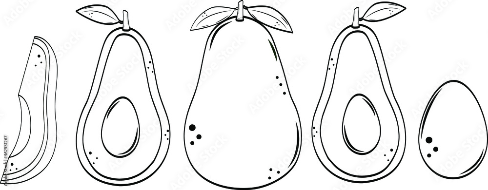 Hand drawn avocado set. Vector illustration Hand drawn avocado set. Vector illustration