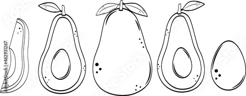 Hand drawn avocado set. Vector illustration
