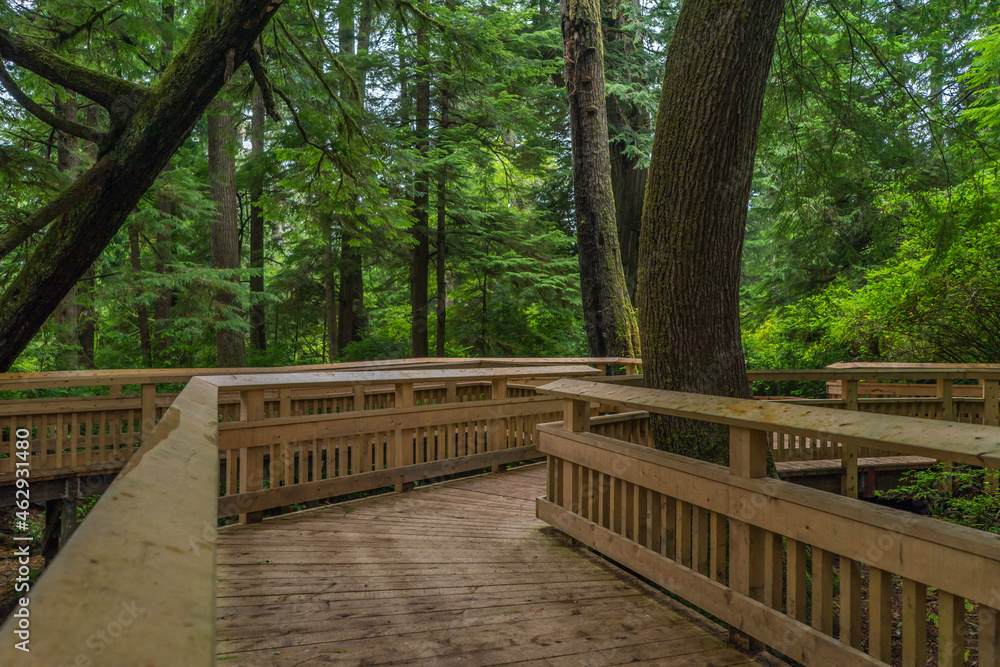 Rockaway Big Tree Boardwalk, Oregon Coast Highway 101 Rockaway Big Tree Boardwalk, Oregon Coast Highway 101