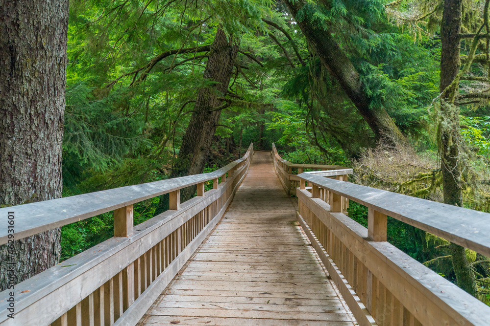 Rockaway Big Tree Boardwalk, Oregon Coast Highway 101 Rockaway Big Tree Boardwalk, Oregon Coast Highway 101