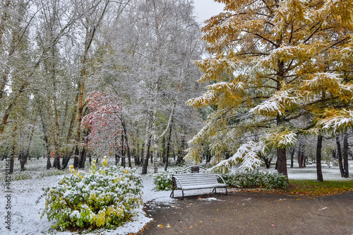 First snowfall in city park - late autumn or early winter landscape. Golden fluffy needles of larch, rowan tree with red foliage and berries, bushes and bench on alley with white snow covered - fairy 
