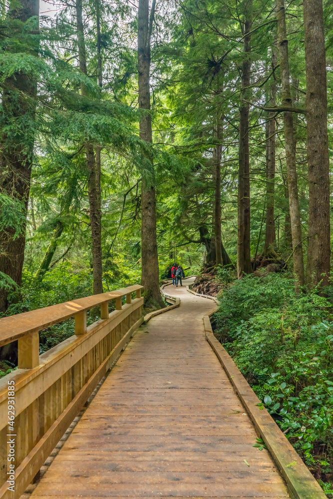 Fototapeta premium Rockaway Big Tree Boardwalk, Oregon Coast Highway 101