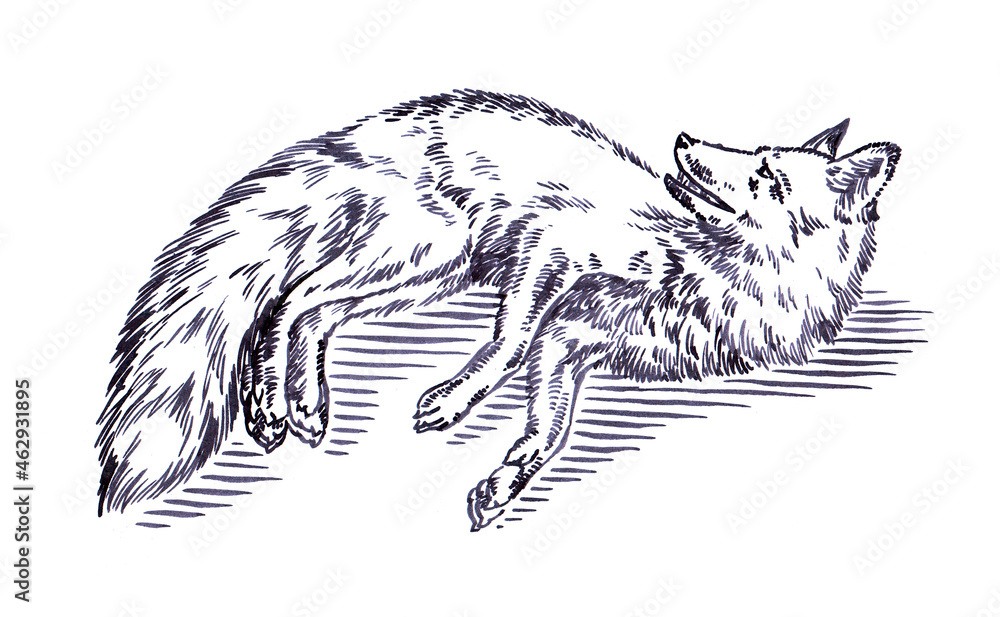 Fototapeta premium black and white engrave ink draw fox illustration