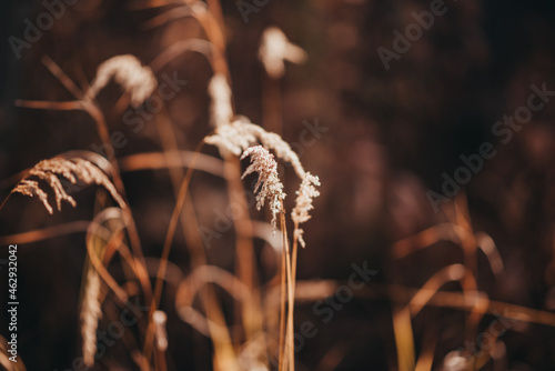 grass in the wind