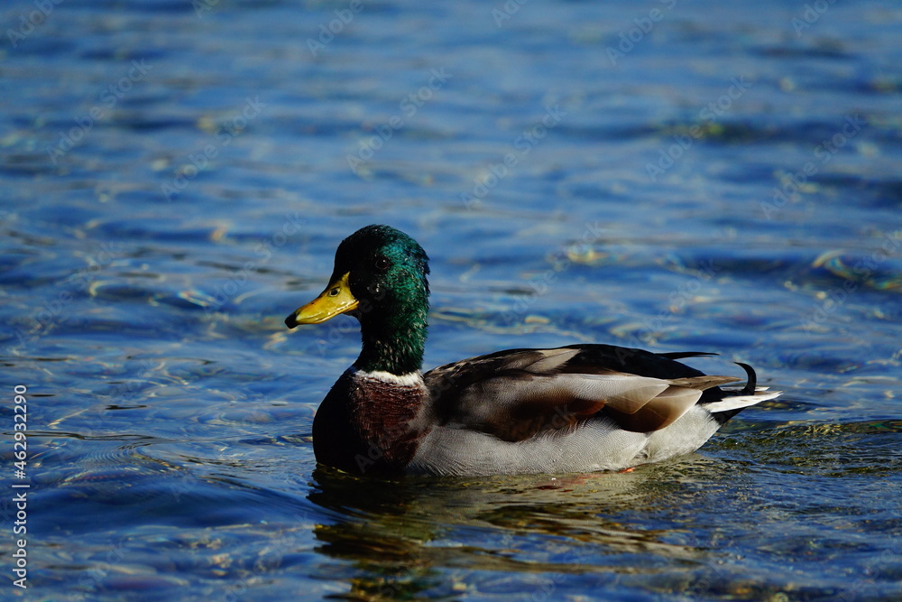 Canard colvert dans le lac du Grand Parc Miribel-Jonage, près de Lyon Canard colvert dans le lac du Grand Parc Miribel-Jonage, près de Lyon