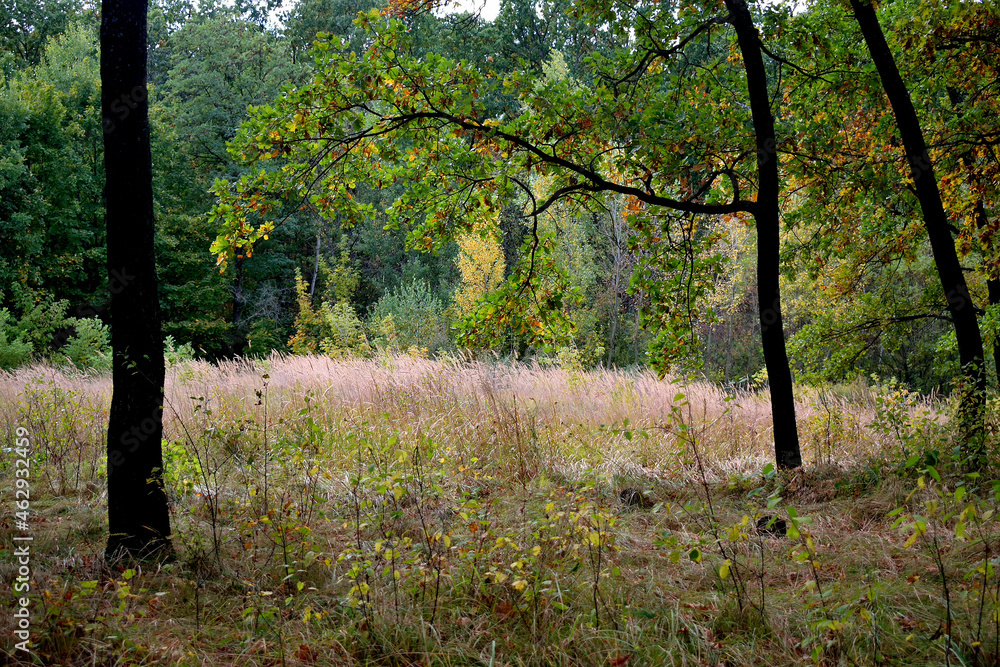 Fototapeta premium landscape, glade in the forest, as a texture for the background