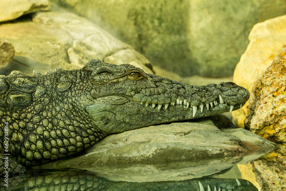 Fototapeta premium Crocodile resting by the pond, on the rocky shore
