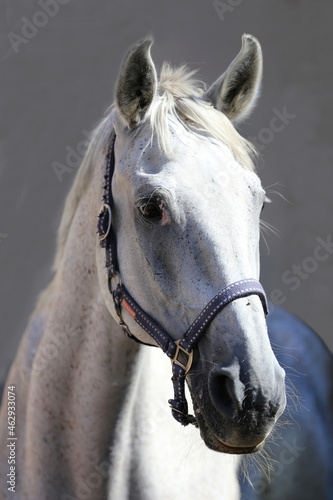  Grey horse close up portrait against gray background © acceptfoto