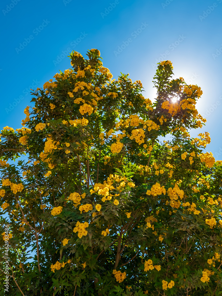 yellow flowers on the tree branches