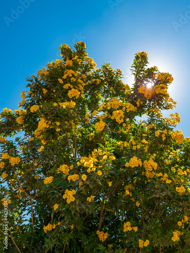 yellow flowers on the tree branches