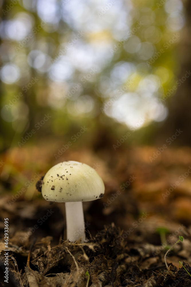 Mushroom in a chestnut forest. Mushroom in a chestnut forest.
