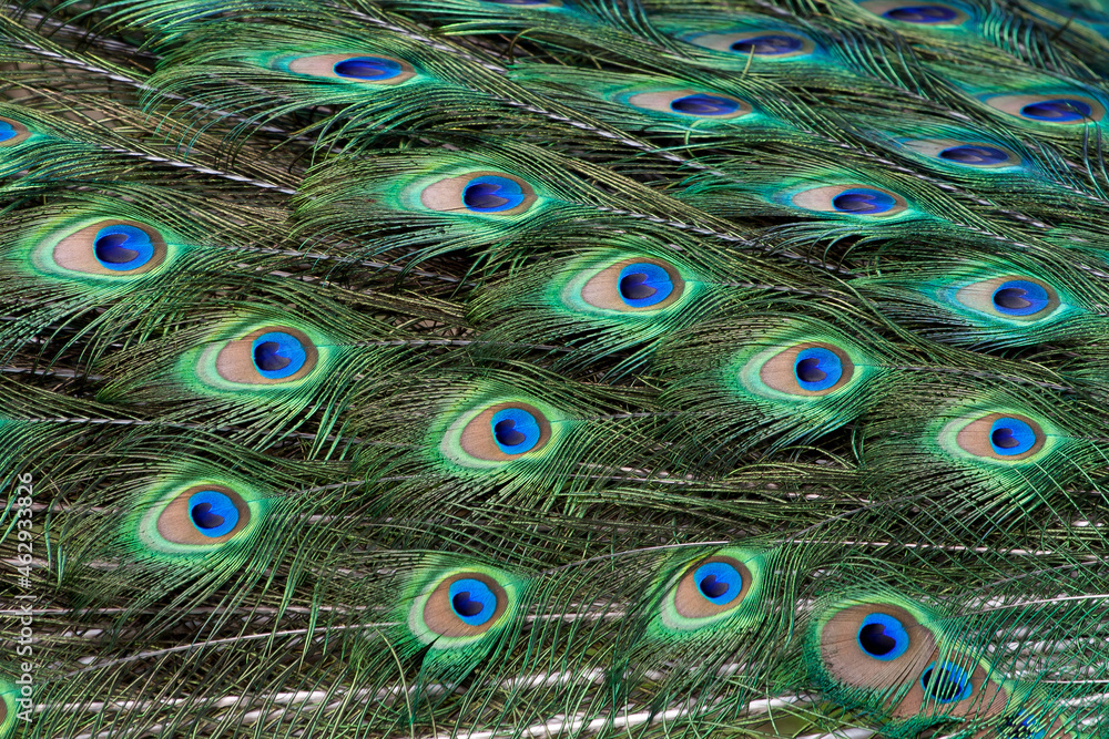Fototapeta premium Beautiful peacock showing his colorful feathers