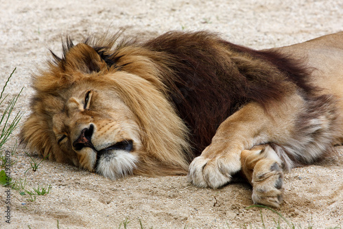 Lazy lion sleeping in the dust of the desert photo