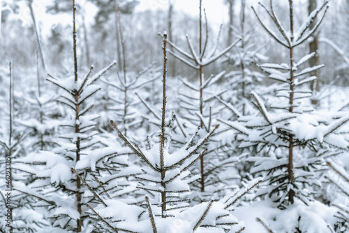 White Christmas - snow covered young firs in the forest. Nature beauty in winter.