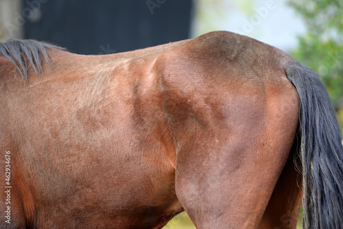 Details eines krankhaft abgemagerten braunen Pferdes