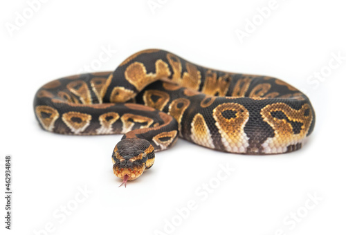 Ball python snake isolated on a white background. Species name is Royal Python showing his forked tongue. Wild type or ancestral morph. Exotic animal, selective focus on eyes. © Ackab Photography