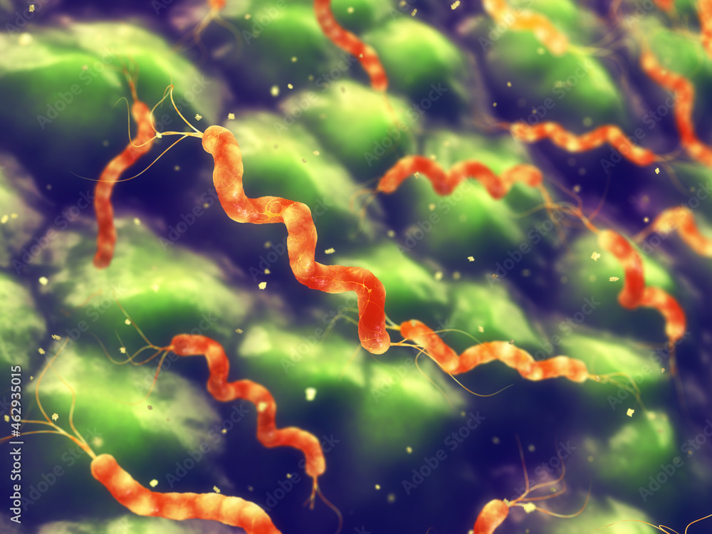 Spirillum bacteria are spiral (corkscrew) shaped bacteria that cause