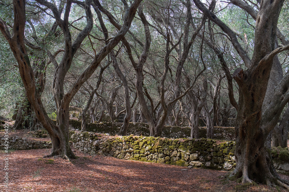 Olive orchard with moss-covered terraces and walls stacked with stones on Corfu, Greece Olive orchard with moss-covered terraces and walls stacked with stones on Corfu, Greece
