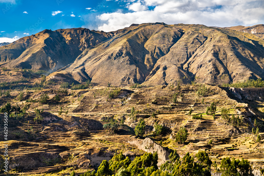 Terraced fields within the Colca Canyon in Peru