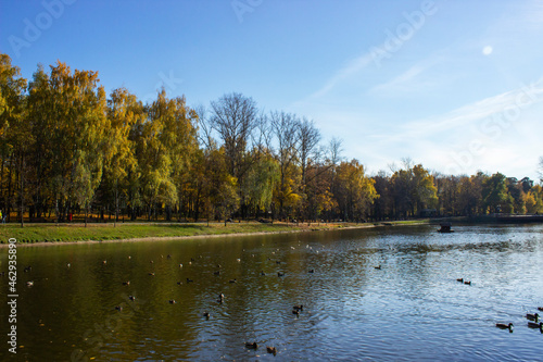 Park in front of the buckingham palace and pond during sunset and autumn. Dried yellow plants and trees near the pond.