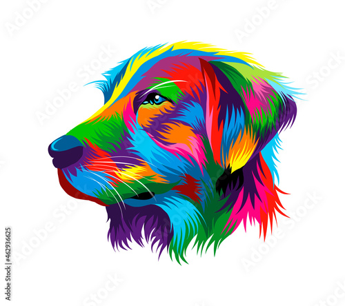 Portrait of the head of a golden retriever from multicolored paints. Splash of watercolor, colored drawing, realistic. Vector illustration of paints