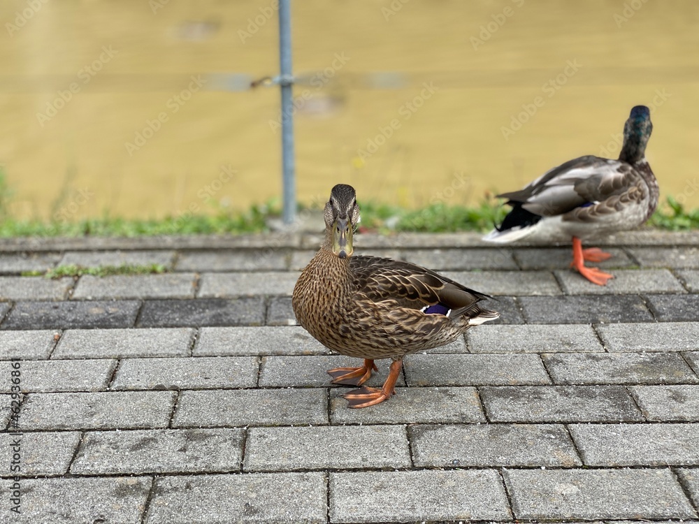 wild duck walking on the sidewalk looking for food wild duck walking on the sidewalk looking for food