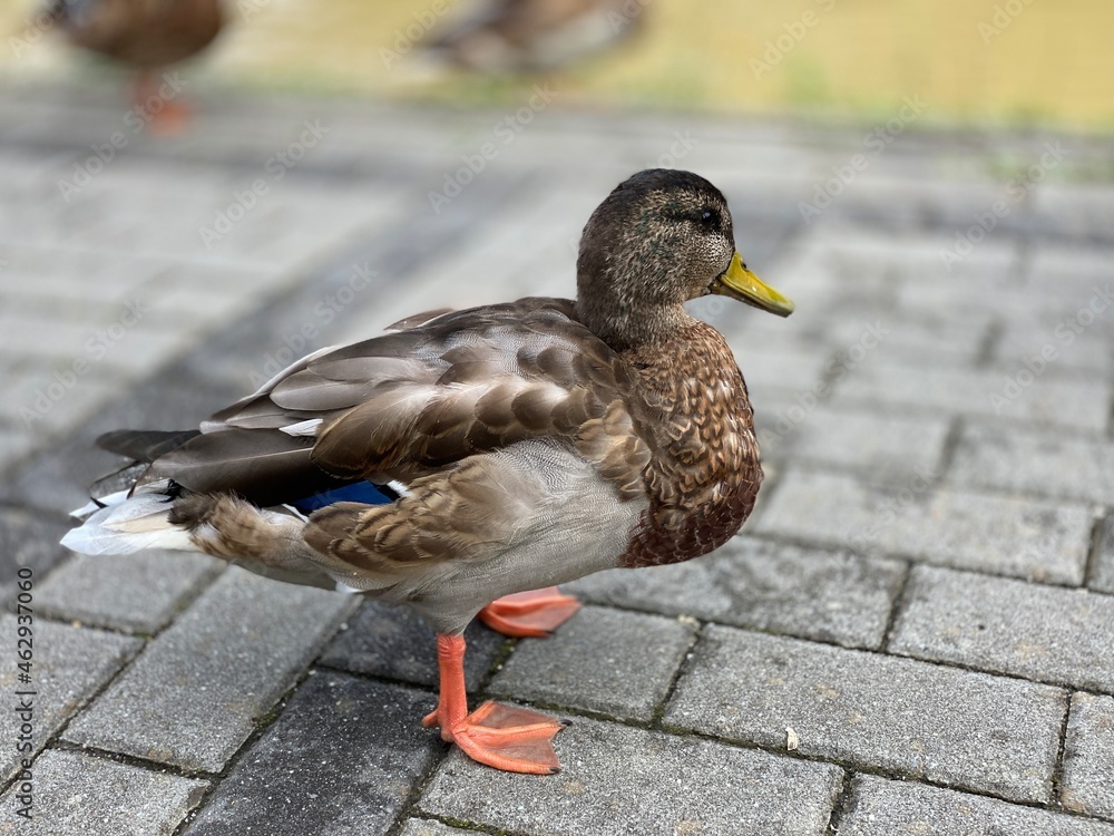 wild duck walking on the sidewalk looking for food wild duck walking on the sidewalk looking for food