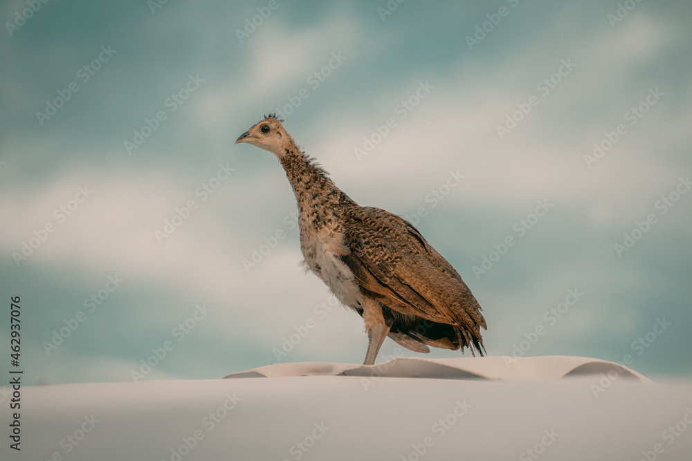 Obraz premium pheasant