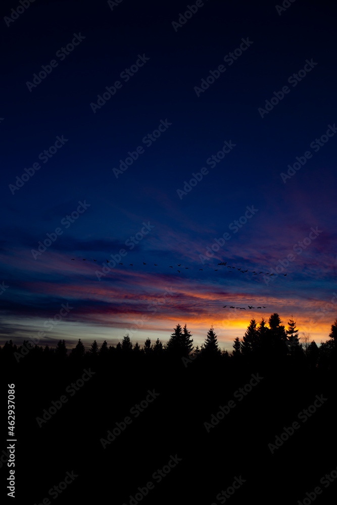 Obraz premium Beautiful sunrise and silhouettes of evergreen trees. 