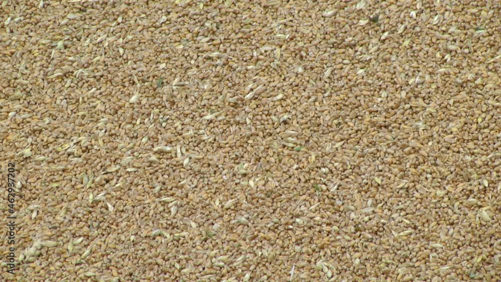 close up of ripe wheat grains. Close up top view. Suitable as a backdrop for the projects on art, creativity, imagination and design. close up of ripe wheat grains. Close up top view. Suitable as a backdrop for the projects on art, creativity, imagination and design.