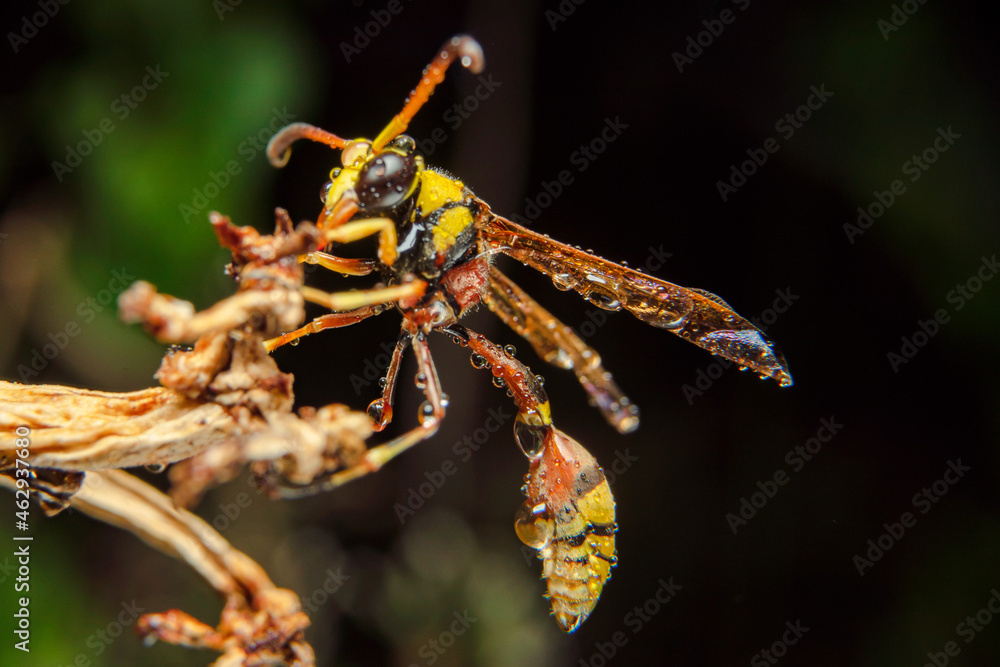 Fototapeta premium the yellow jacket is perched on the grass taken at close range