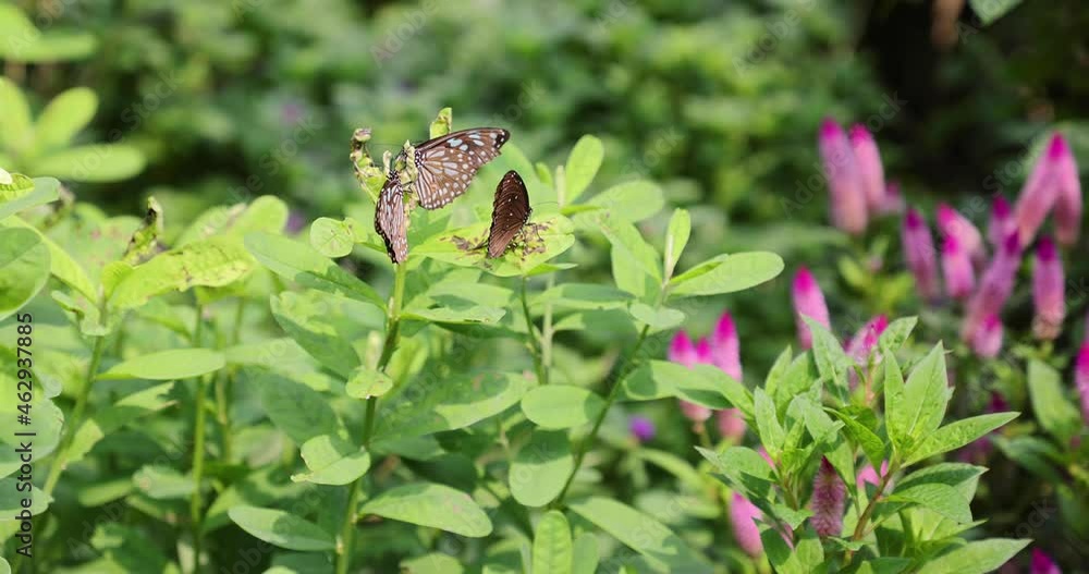 various butterflies (Common Tiger, Contiguous Swift, Five-dot Sergeant) in Hong Kong Island various butterflies (Common Tiger, Contiguous Swift, Five-dot Sergeant) in Hong Kong Island