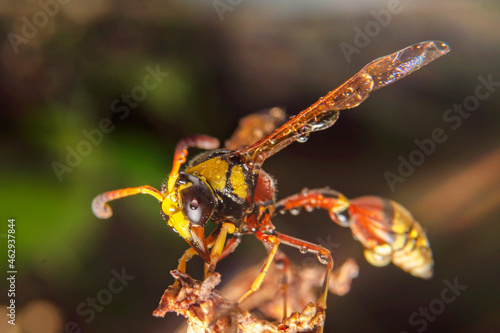 the yellow jacket is perched on the grass taken at close range © parianto