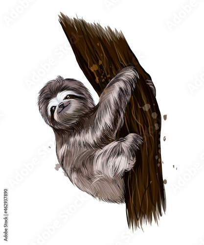 Sloth from multicolored paints. Splash of watercolor, colored drawing, realistic. Vector illustration of paints