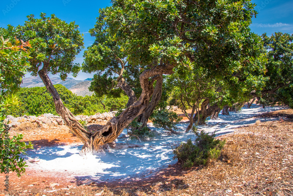 Mastic tree with mastic tears in Chios island, Greece. Mastic tree with mastic tears in Chios island, Greece.