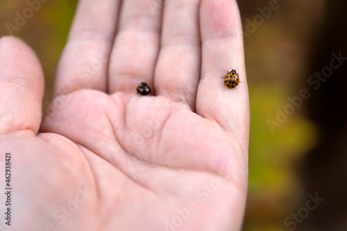 Ladybug sitting on a hand in sunshine