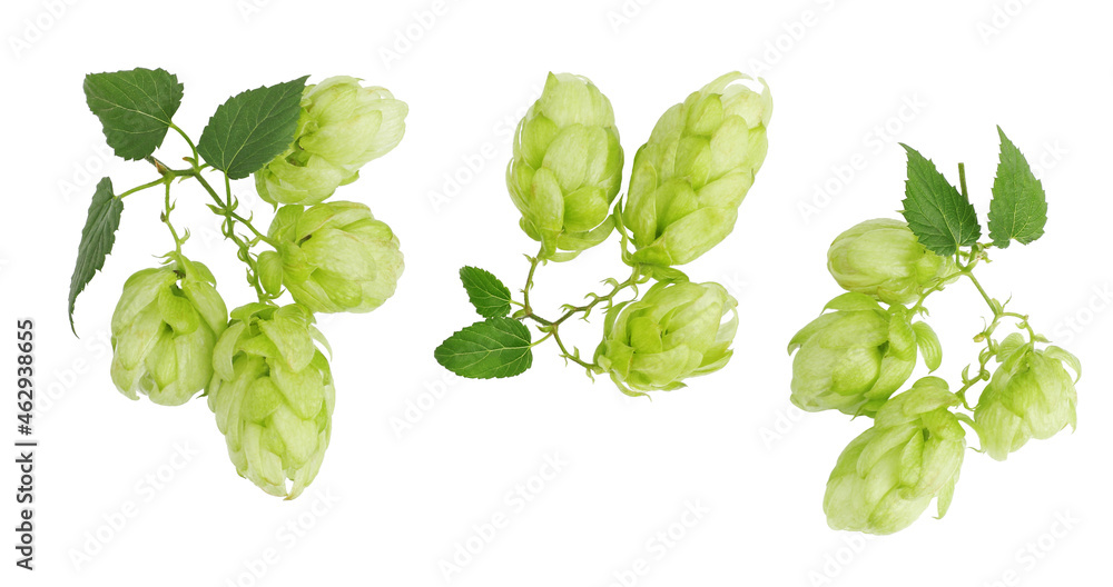 Hops isolated on a white background, top view. Hops isolated on a white background, top view.