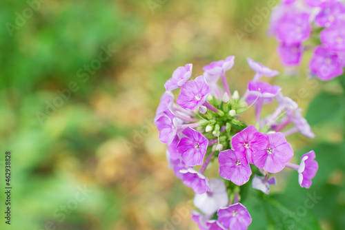 Wallpaper Mural Garden phlox (Phlox paniculata), vivid summer flowers. Blooming branches of phlox in the garden on a sunny day. Soft blurred selective focus.	 Torontodigital.ca