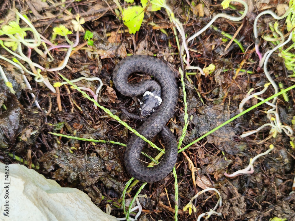 Obraz premium closeup photography of a snake, Natrix astreptophora, barred grass snake, Natrix natrix