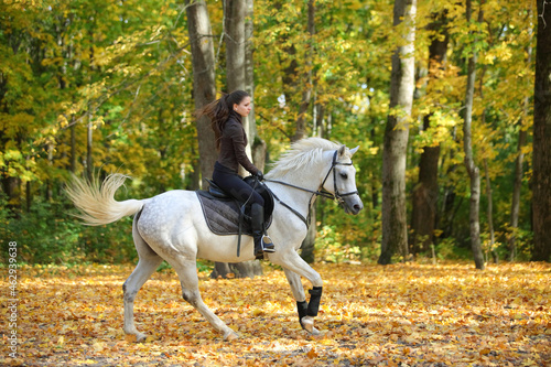Equestrian woman galloping white arabian horse down the path in the autumn evening © horsemen