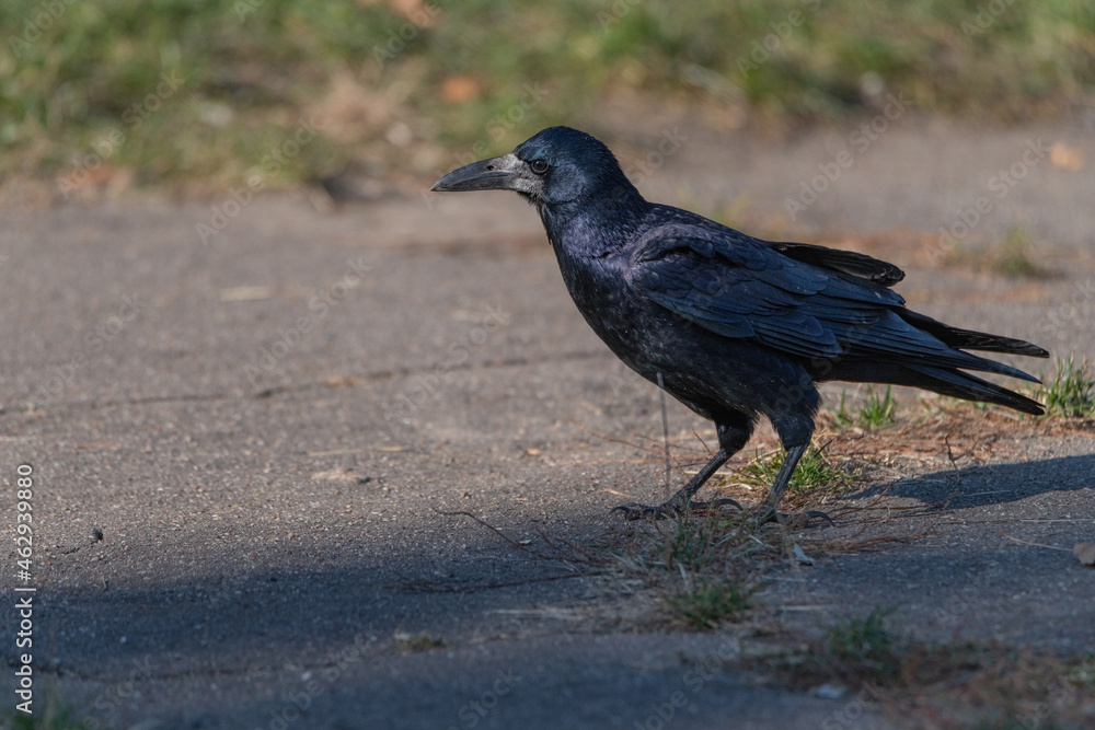 Urban crow in the autumn park close-up. Urban crow in the autumn park close-up.