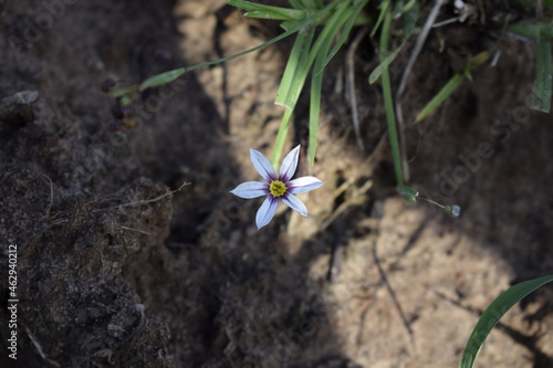 flower in the garden