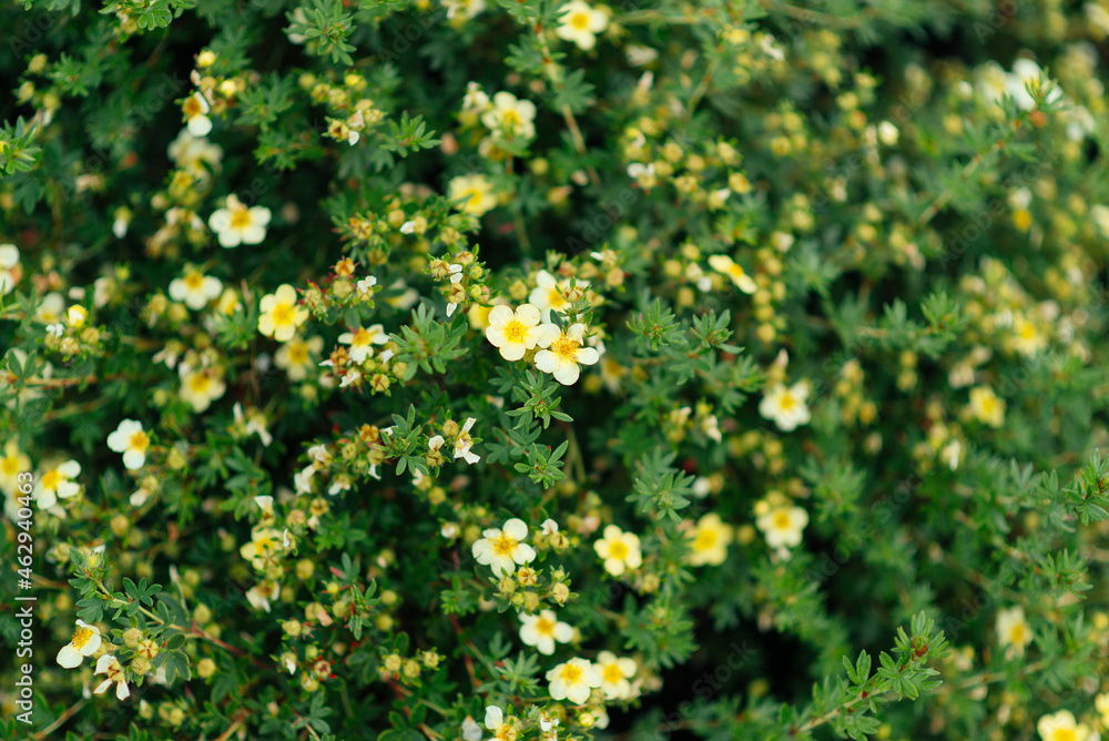 Yellow potentilla flowers in the sun. Cinquefoil is a flowering plant from the Pink family.	
