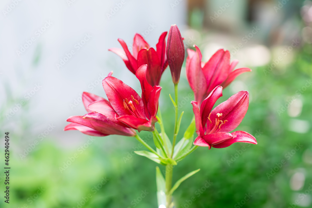 Beautiful lily flower on a background of green leaves. Lily flowers in the garden. Background texture with burgundy buds. Image of a flowering plant with crimson flowers of a varietal lily. Beautiful lily flower on a background of green leaves. Lily flowers in the garden. Background texture with burgundy buds. Image of a flowering plant with crimson flowers of a varietal lily.