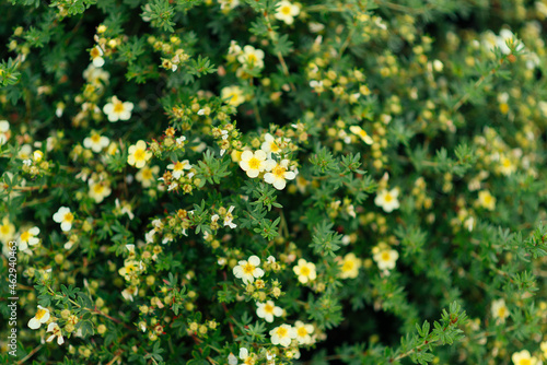 Yellow potentilla flowers in the sun. Cinquefoil is a flowering plant from the Pink family. 