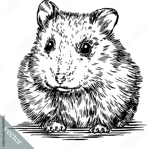 black and white engrave ink draw vector hamster illustration