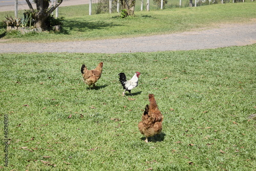 chicken in the grass