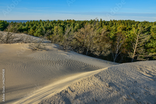 Fototapeta Naklejka Na Ścianę i Meble -  beautiful moving dunes and forest, Leba in Poland