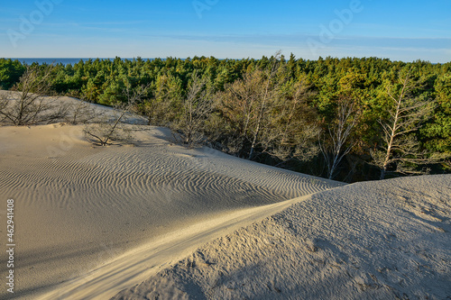 beautiful moving dunes and forest, Leba in Poland